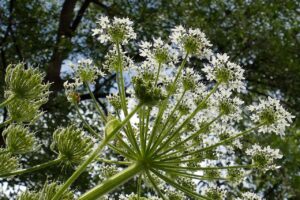 かゆみを解消するフェムケアの効果的な方法は？